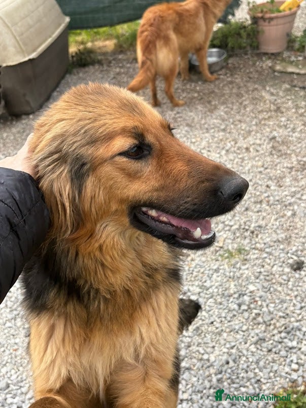 Meticcio cani LUCE BELLISSIMA E SOCIEVOLE - Annuncio 1