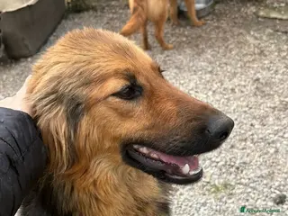 Meticcio cani LUCE BELLISSIMA E SOCIEVOLE - Annuncio 1