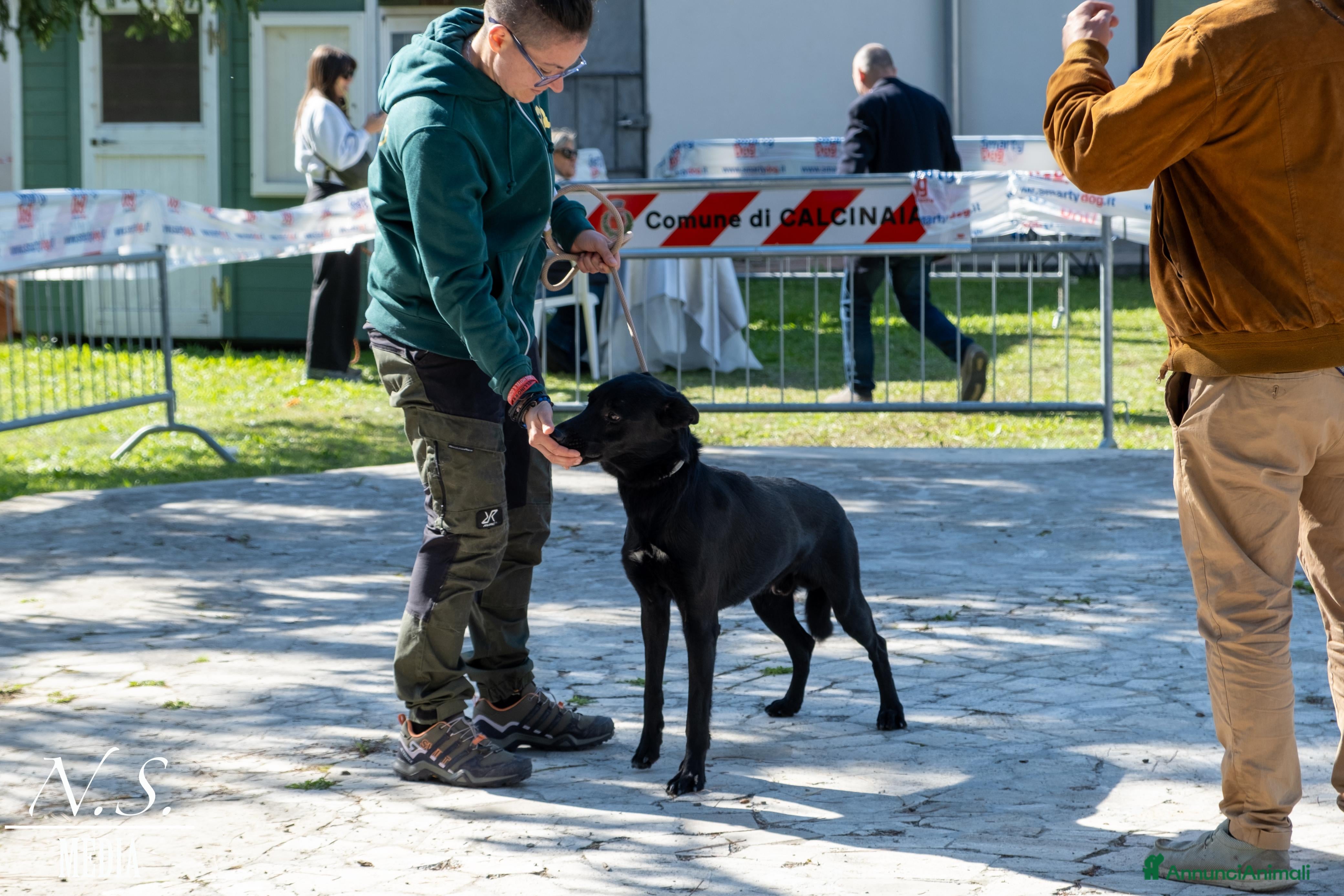 Cane delle Alpi Apuane cani RAGNAR , CANE DELLE ALPI APUANE  - Annuncio 1