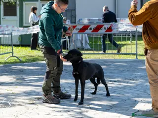 Cane delle Alpi Apuane cani RAGNAR , CANE DELLE ALPI APUANE - Annuncio 6