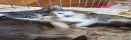 Europeo gatti in regalo: gattine sorelle 2 mesi ADOZIONE DI COPPIA❤️ - Annuncio 2