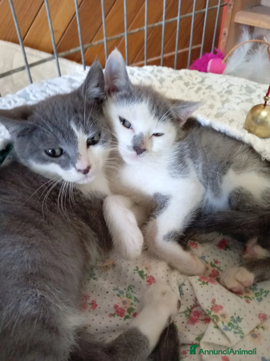 Europeo gatti in regalo: gattine sorelle 2 mesi ADOZIONE DI COPPIA❤️ - Annuncio 2