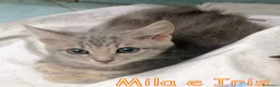 Europeo gatti in regalo: MILA E IRIS GATTINE DI DUE MESI - Annuncio 7
