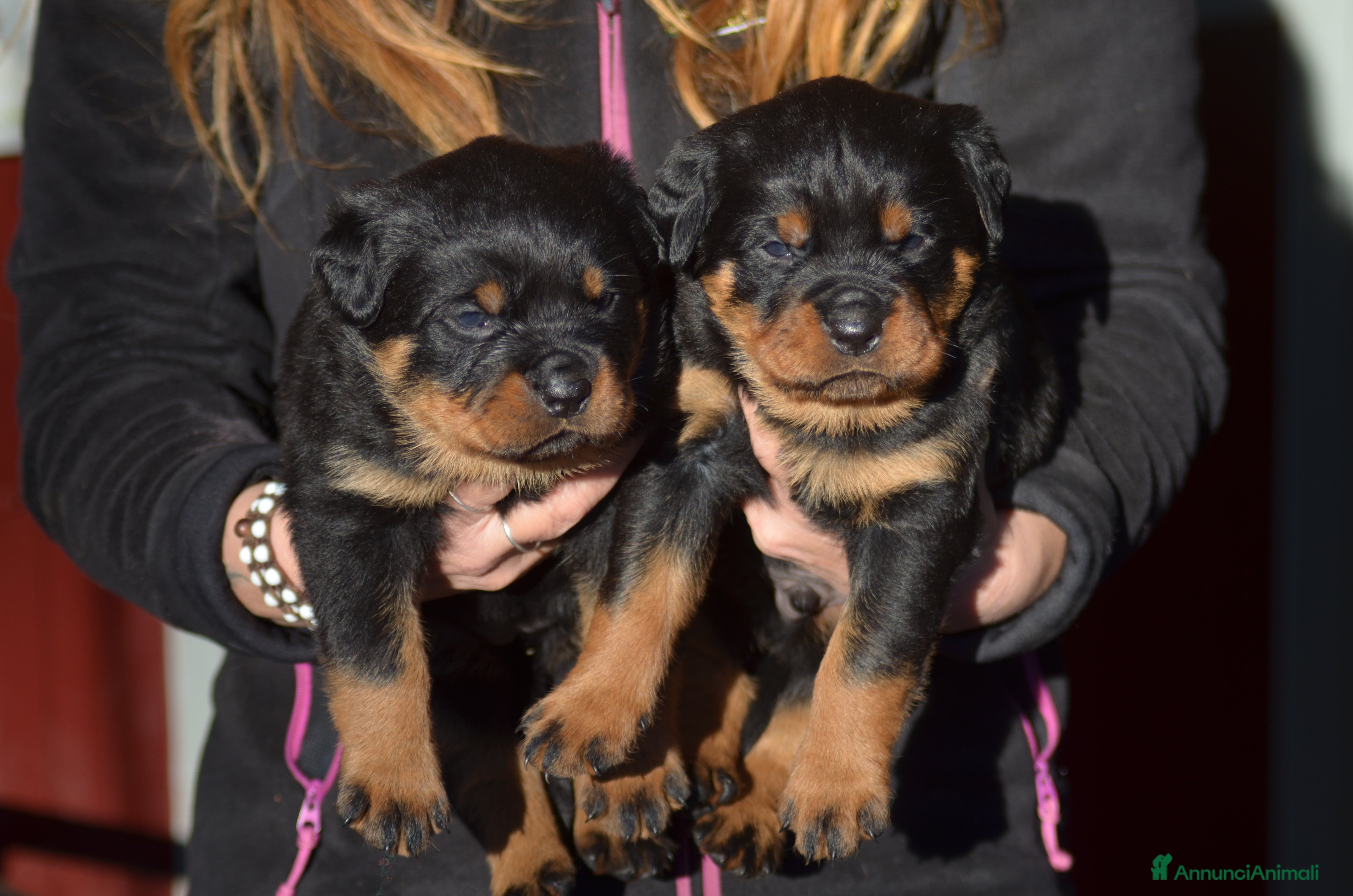 Rottweiler cani Cuccioli rottweiler  - Annuncio 2