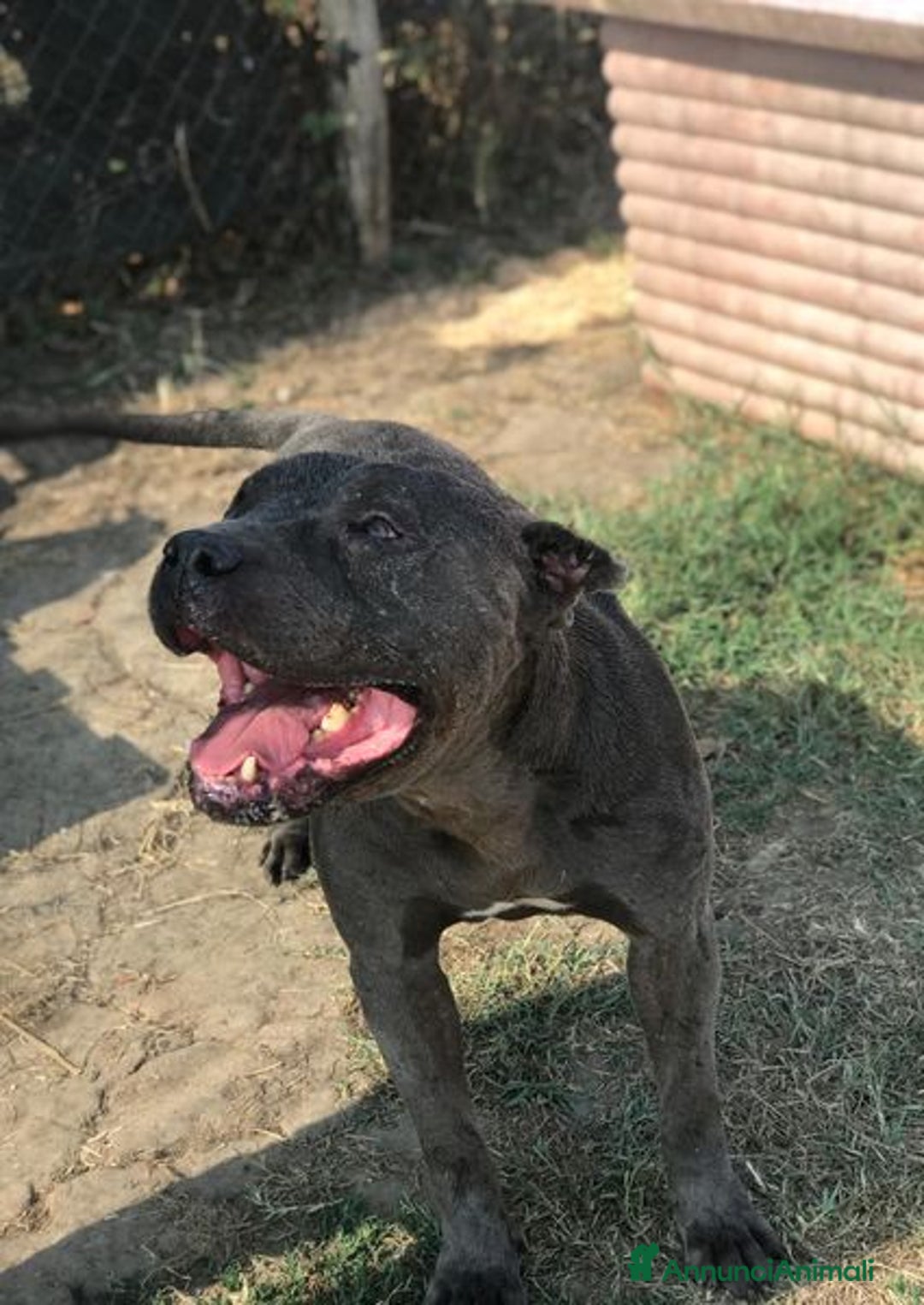 Meticcio cani in regalo: Bambacione, il nome adatto a lui - Annuncio 6