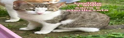 Altre razze gatti in regalo: ADOTTA UN GATTINO! a Provincia di Reggio Emilia - Annuncio 2