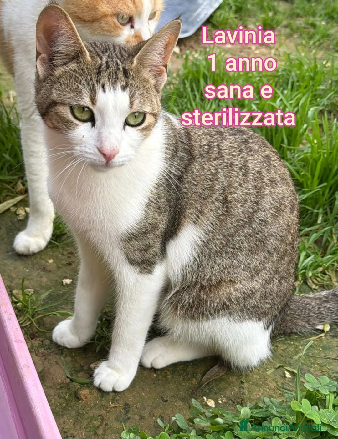 Altre razze gatti in regalo: ADOTTA UN GATTINO! a Provincia di Reggio Emilia - Annuncio 2