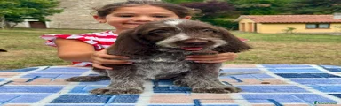 Cannella