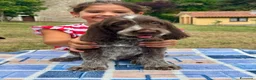 Spinone cani in vendita: Cuccioli di Spinone Italiano - Annuncio 19