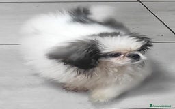 Pechinese cani in vendita: Pechinese  a Provincia di Pavia - Immagine 2