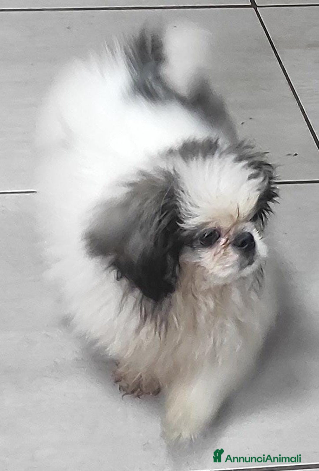 Pechinese cani in vendita: Pechinese  a Provincia di Pavia - Immagine 2
