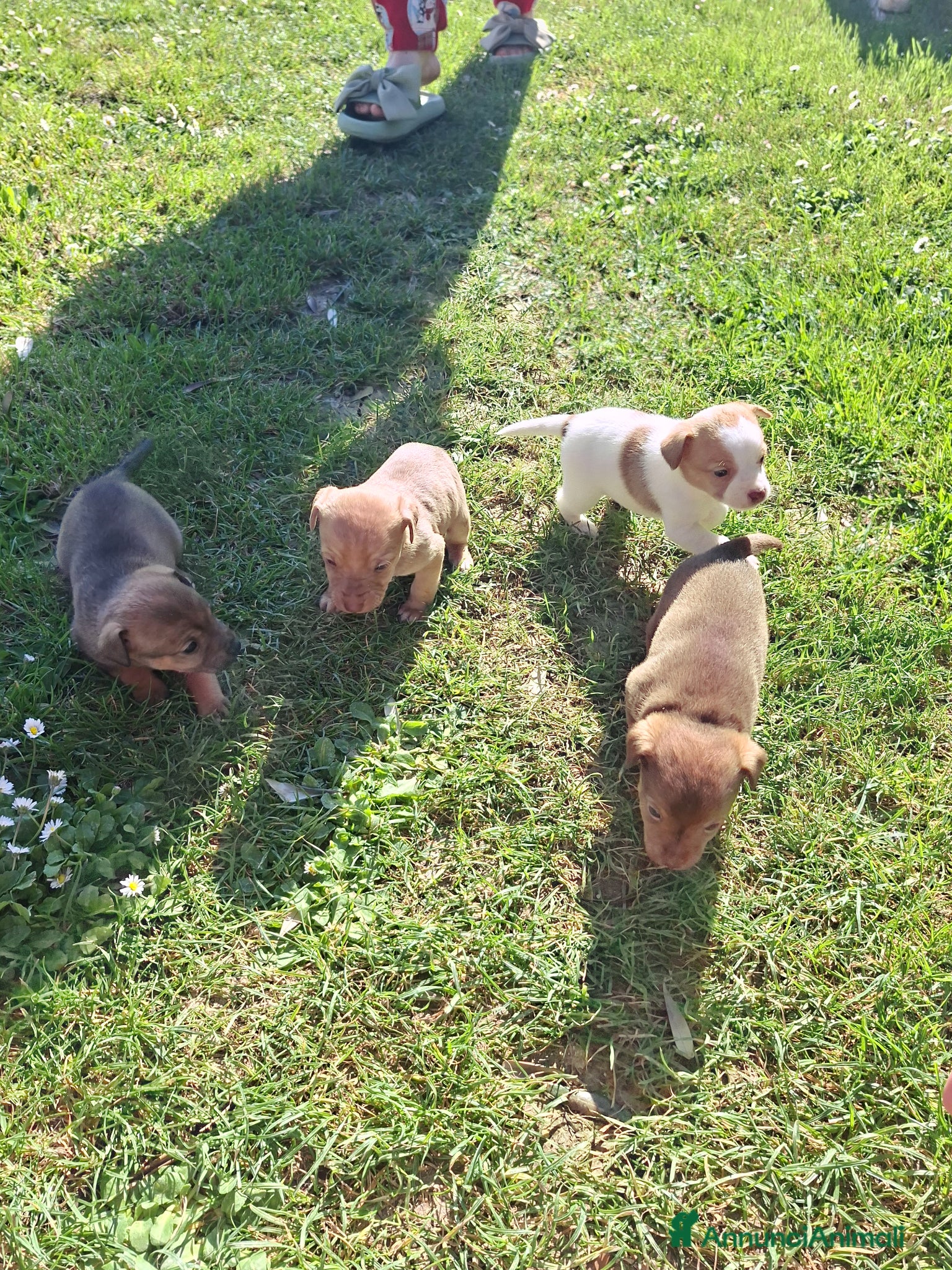 Meticcio cani in regalo: [Cuccioli già prenotati] Regalo 2 cuccioli piccola - Annuncio 1