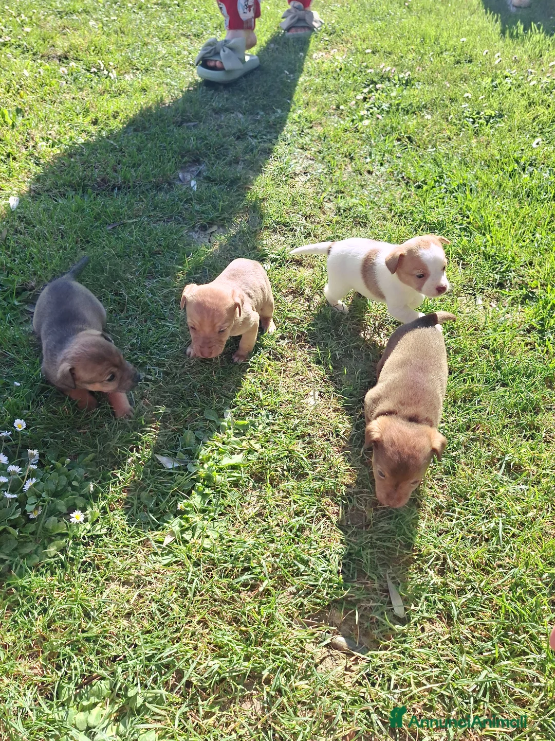 Meticcio cani in regalo: [Cuccioli già prenotati] Regalo 2 cuccioli piccola - Annuncio 1