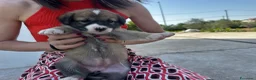 Meticcio cani in regalo: 3 bellissime cucciole cercano casa a Libero consorzio comunale di Ragusa - Annuncio 15