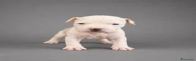 American Staffordshire Cucciolo 5