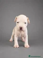 American Staffordshire Cucciolo 5
