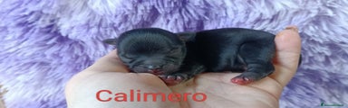 Chihuahua Cucciolo 1