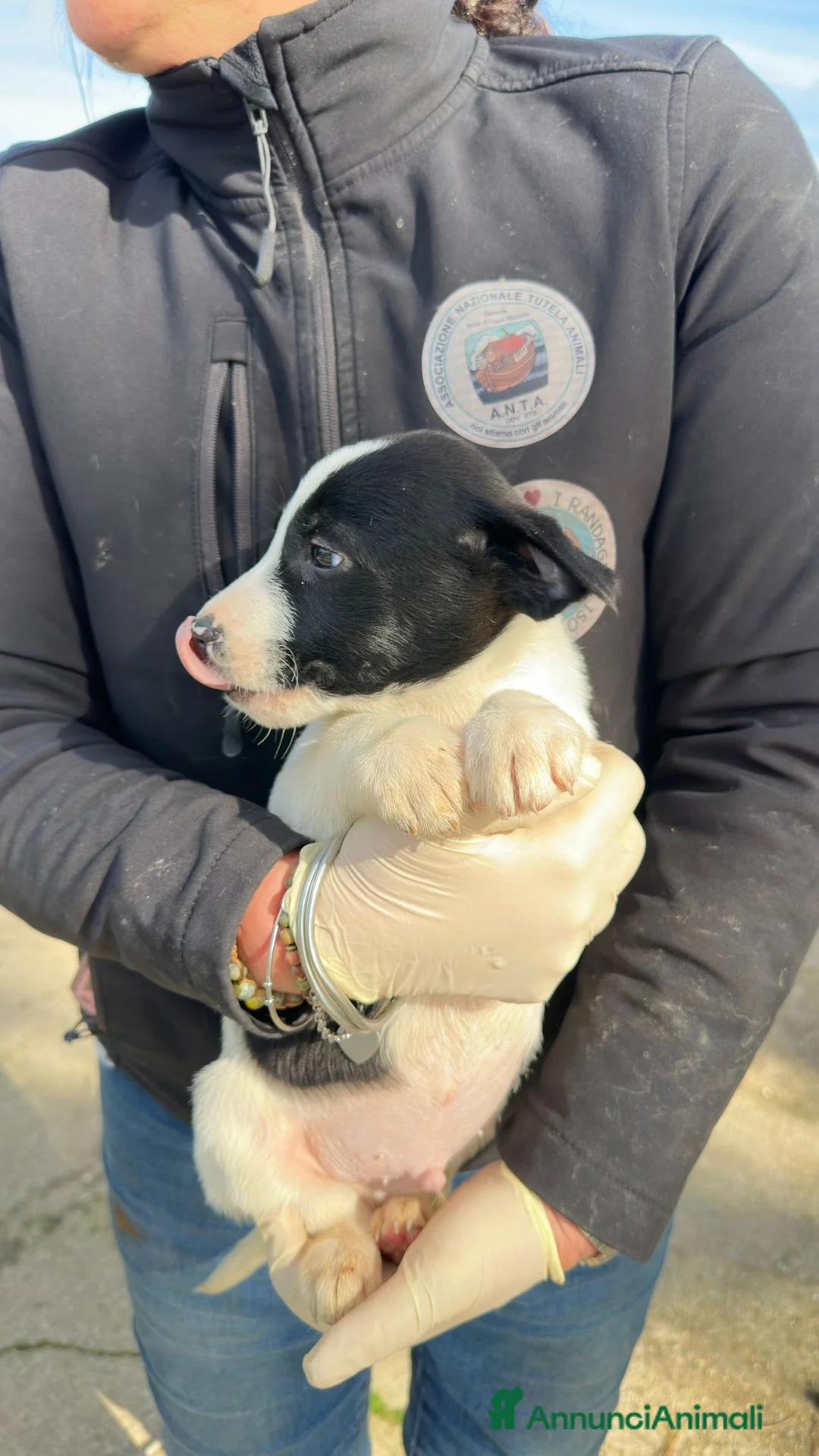 Meticcio cani in regalo: SESAMO 💙 - cucciolo dolce cerca adozione 😍🙏🏻 - Annuncio 3