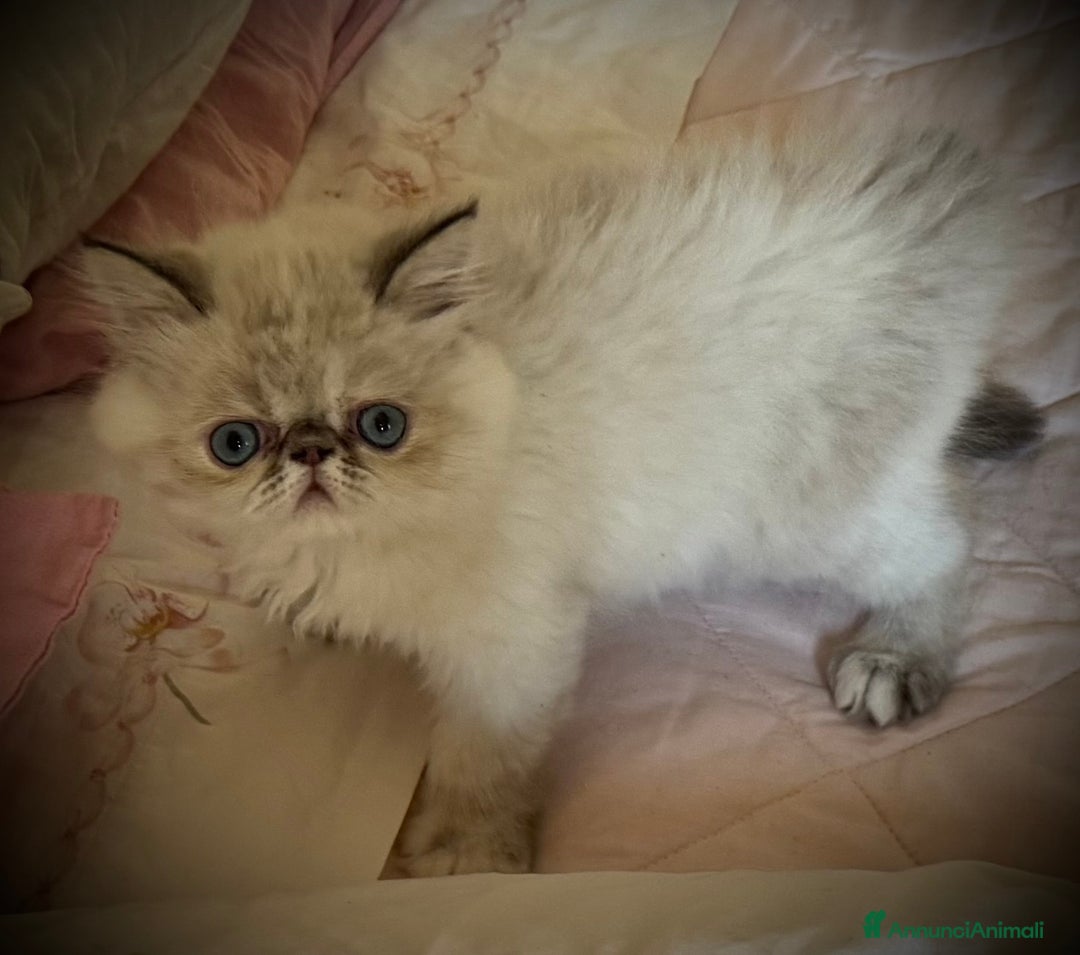 Persiano gatti in vendita: Cucciola persiano seal point a Provincia di Verona - Immagine 4
