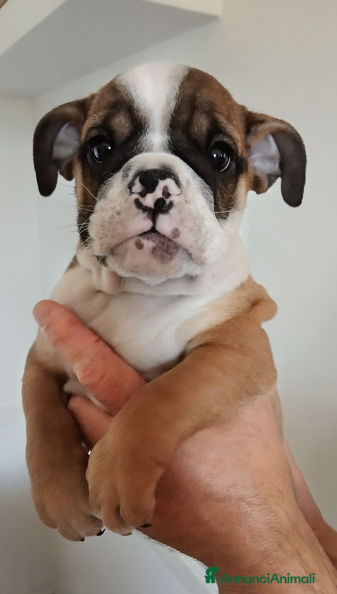 Bulldog cani Cuccioli Bulldog Inglese  - Annuncio 1
