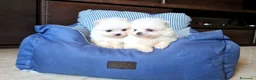 Spitz cani in vendita: Spitz di Pomerania NANO  - Annuncio 12