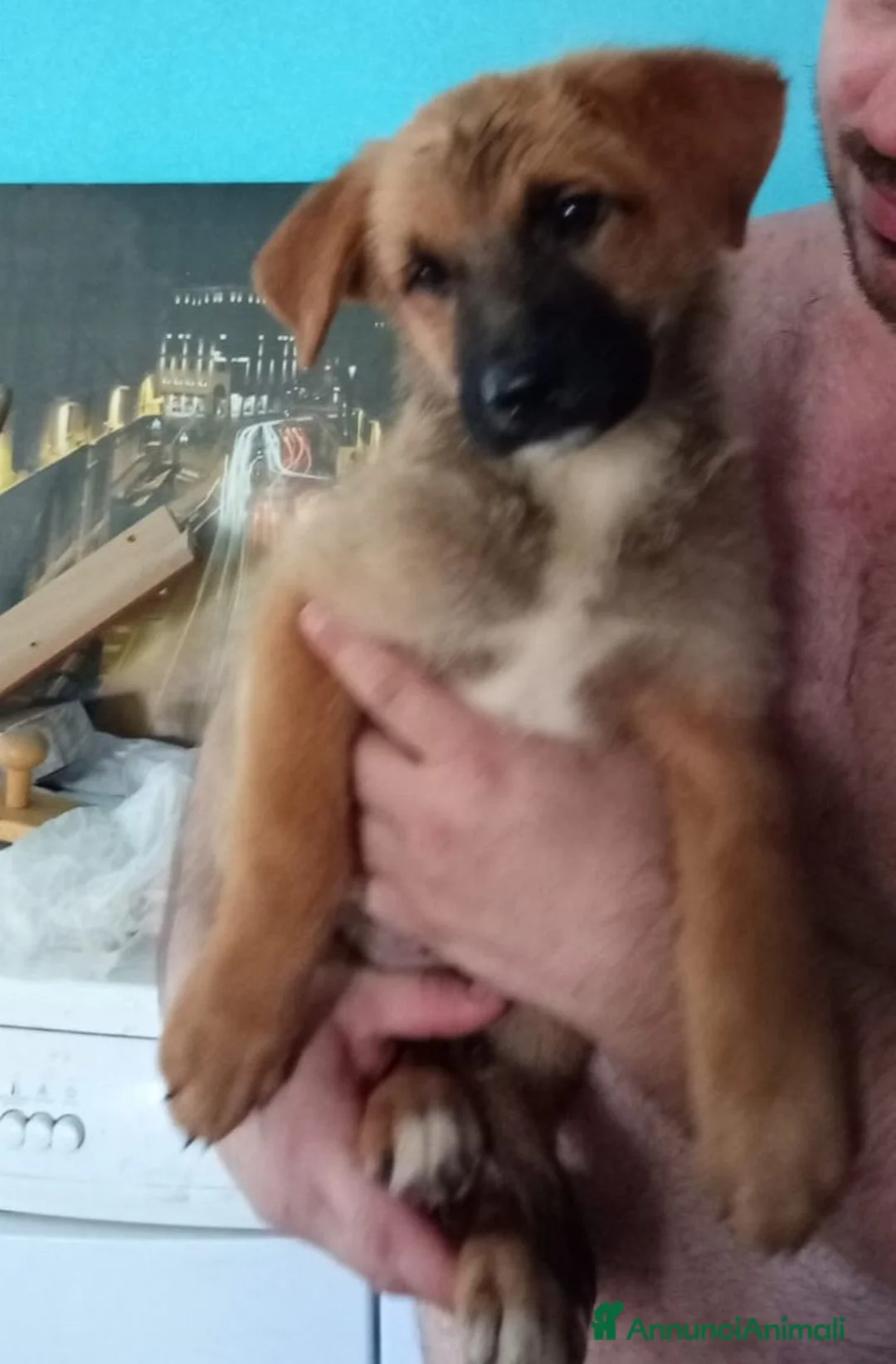 Meticcio cani in regalo: CUCCIOLI - Annuncio 2