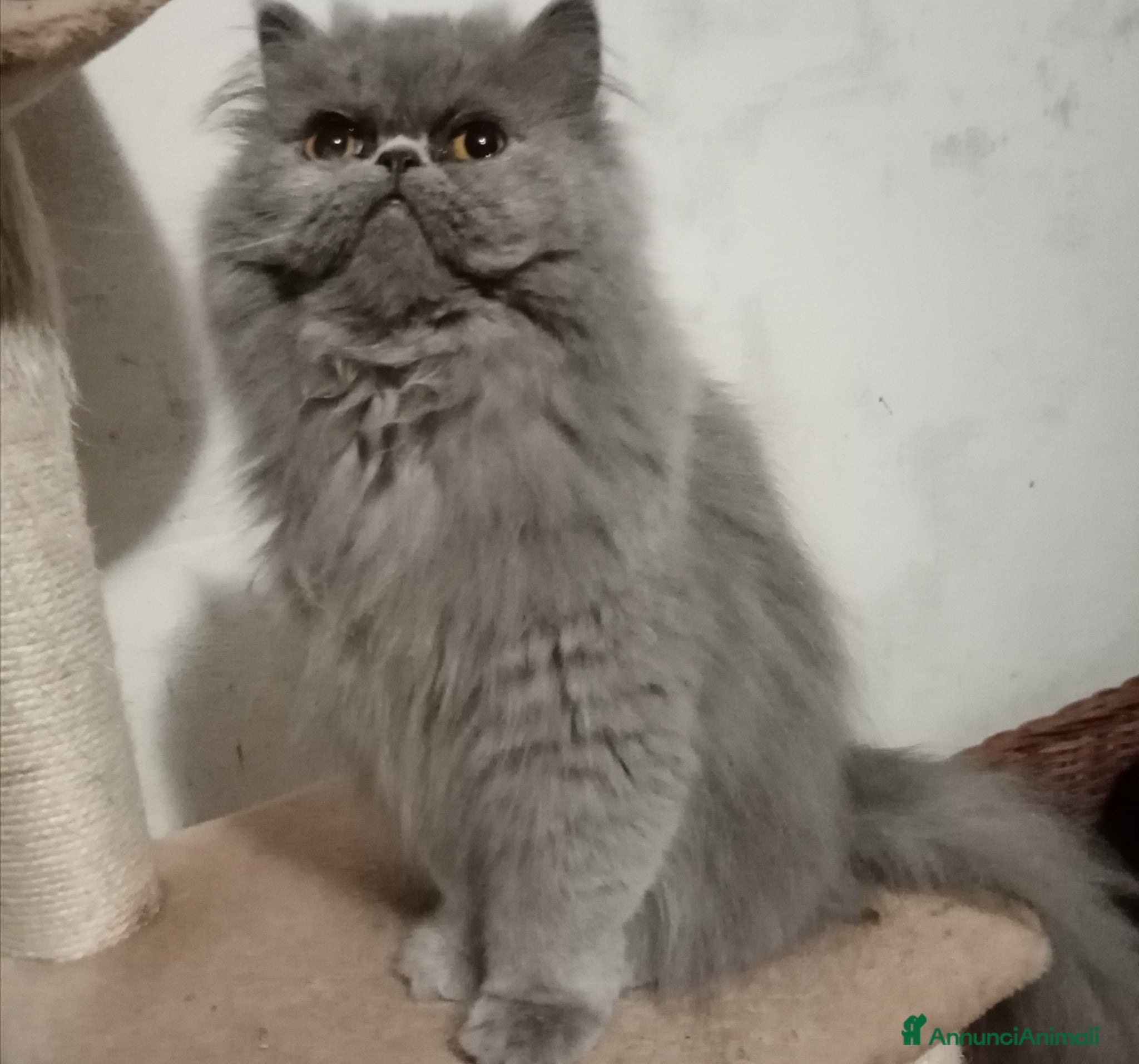 Persiano gatti Cuccioloni gatti Persiani pura razza  - Annuncio 1