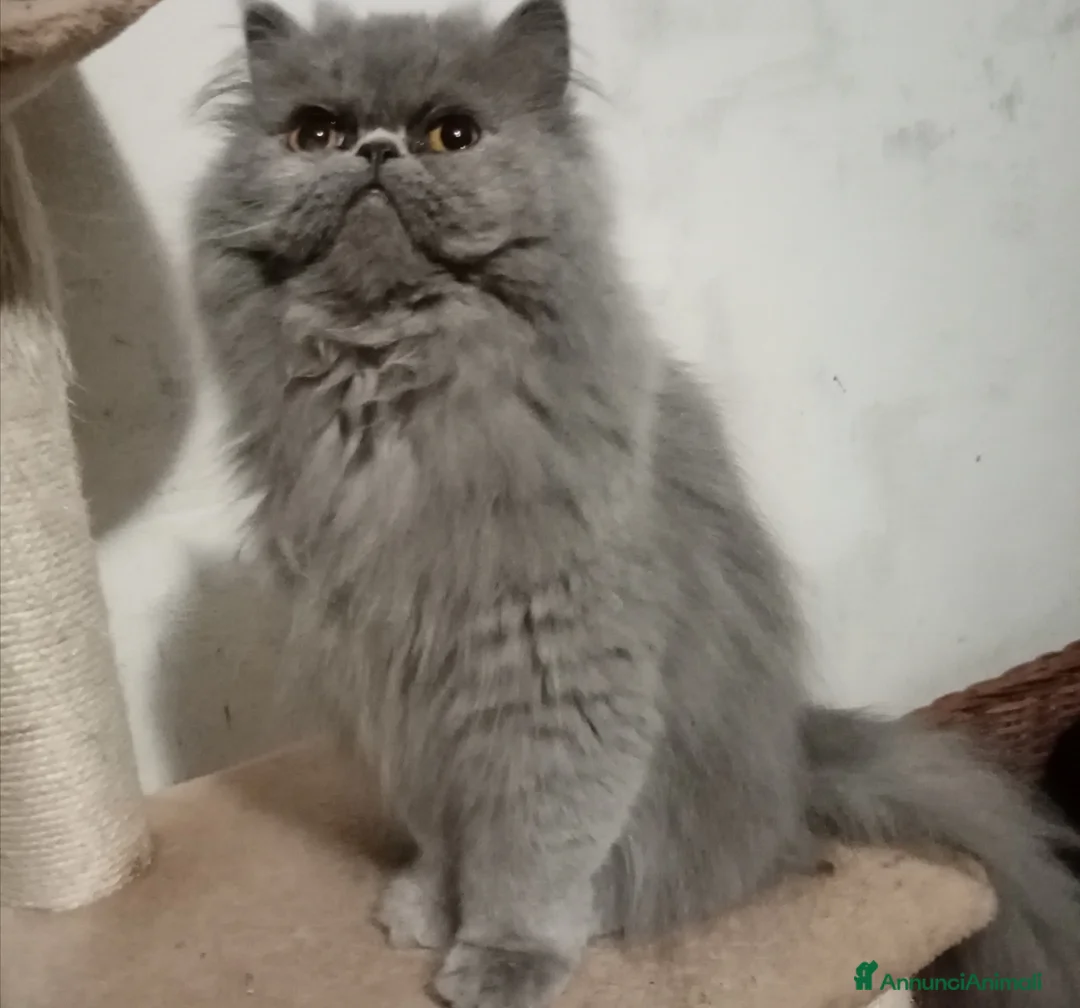 Persiano gatti in vendita: Cuccioloni gatti Persiani pura razza  - Annuncio 1