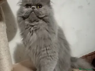 Persiano gatti Cuccioloni gatti Persiani pura razza - Annuncio 6