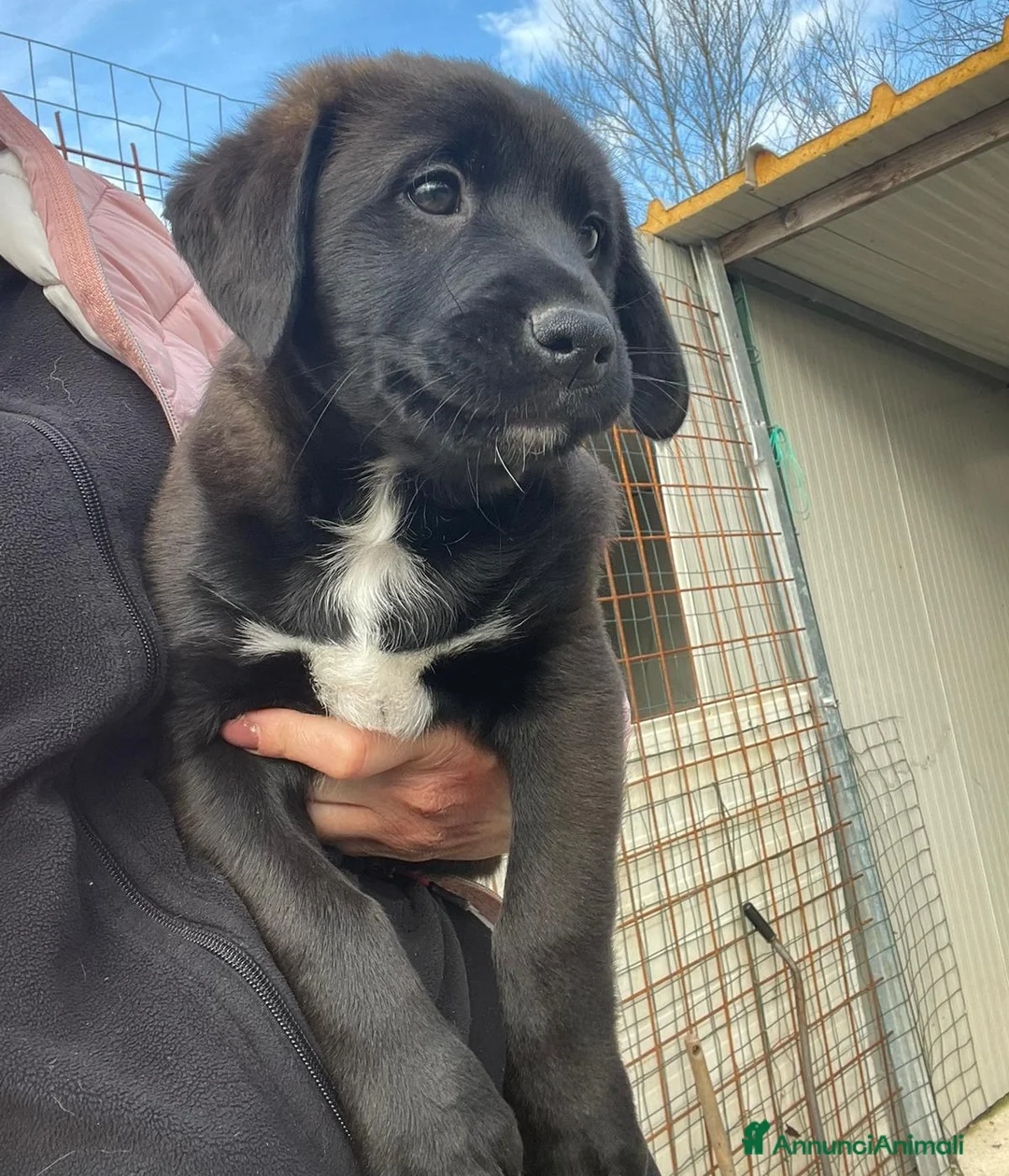 Labrador cani in regalo: MASCHIETTO SIMIL LABRADORINO - Annuncio 1