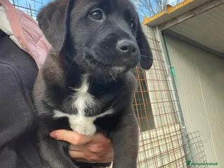 Labrador cani MASCHIETTO SIMIL LABRADORINO - Annuncio 1
