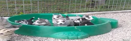 Husky cani in vendita: Cuccioli siberian husky  - Annuncio 10