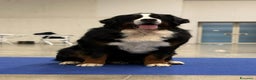 Bovaro del Bernese cani per accoppiamento: Bovaro del bernese disponibile per monte a Città Metropolitana di Firenze - Annuncio 3