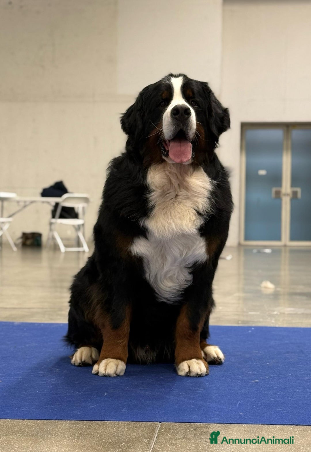 Bovaro del Bernese cani per accoppiamento: Bovaro del bernese disponibile per monte a Città Metropolitana di Firenze - Immagine 3