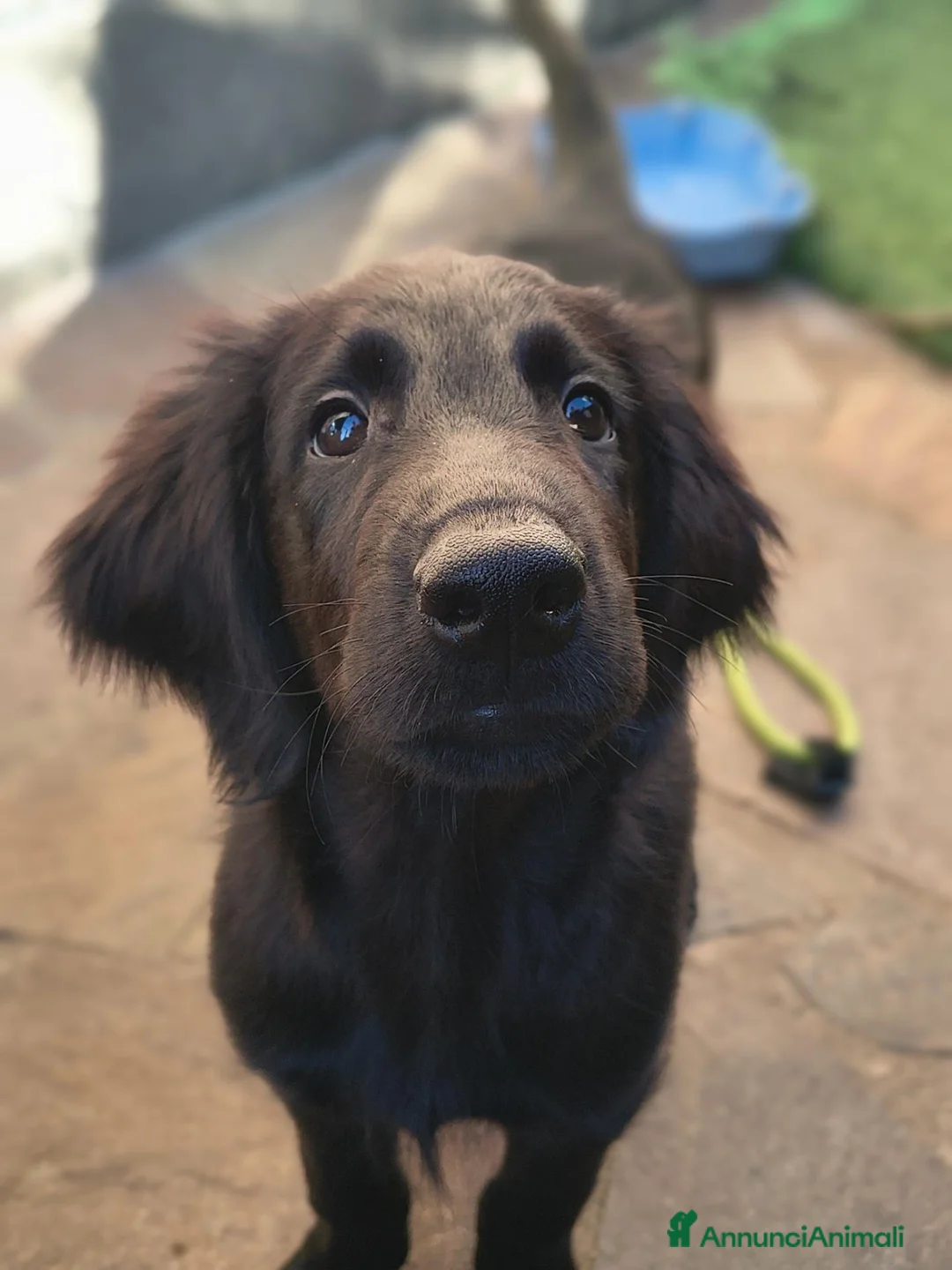 Flat Coated cani in vendita: Cuccioli flat coated retriever  - Annuncio 2