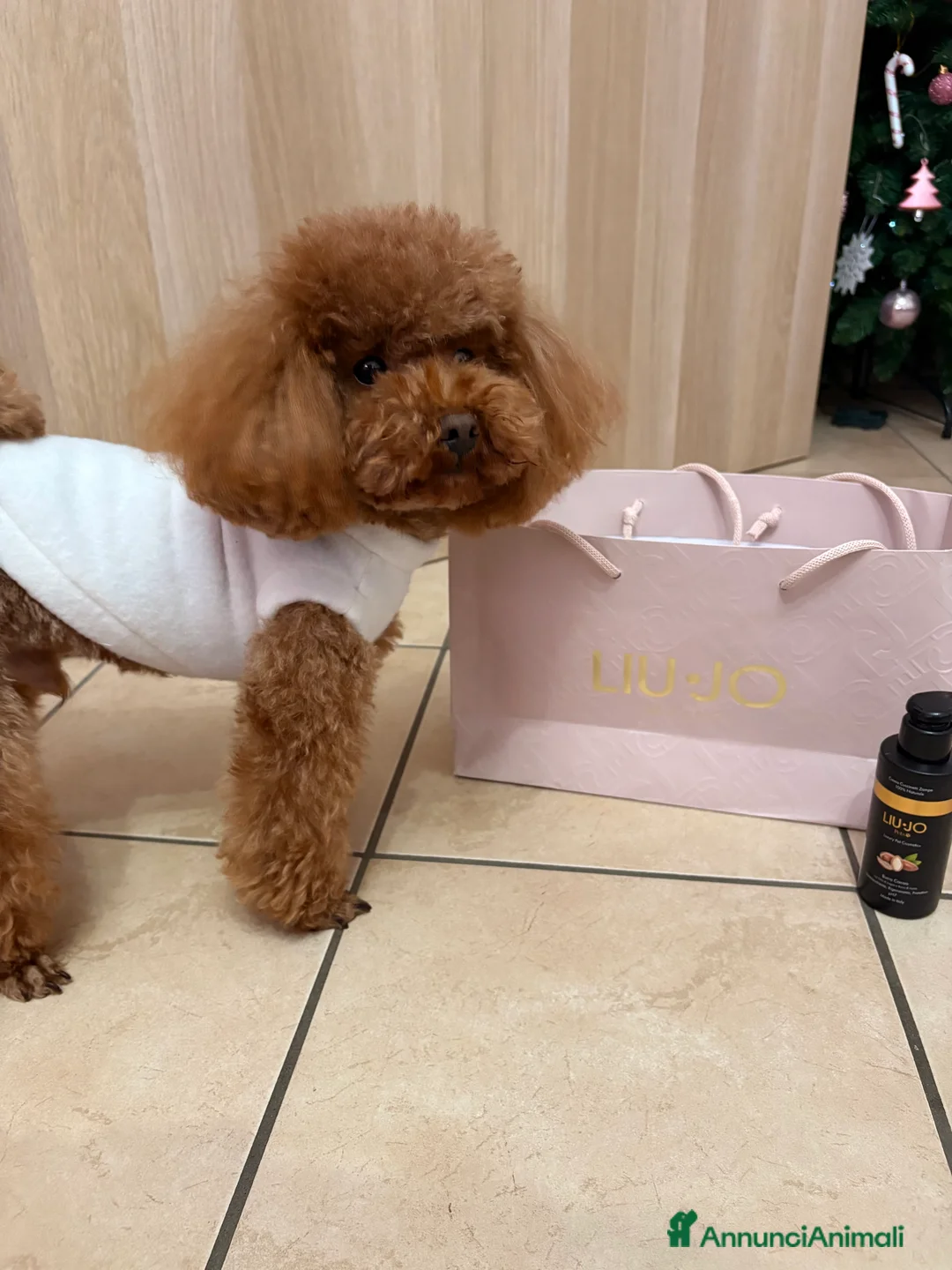 Barboncino Toy cani per accoppiamento: Barboncino Toy disponibile per accoppiamento  - Annuncio 1