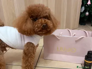 Barboncino Toy cani Barboncino Toy disponibile per accoppiamento - Annuncio 2