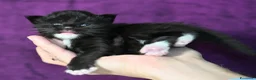 Maine Coon gatti in vendita: 🏆 Top Cuccioli MC ❤️ - Annuncio 2