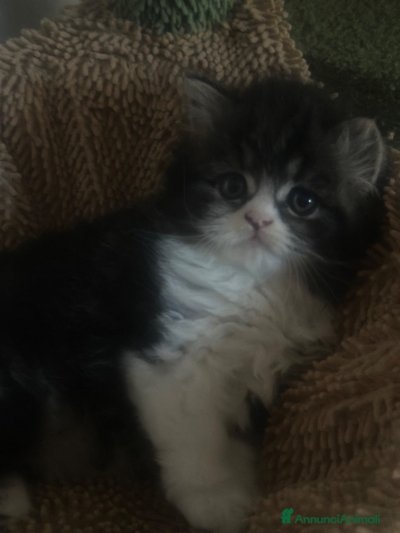 Scottish gatti Highland Scottish  - Annuncio 3