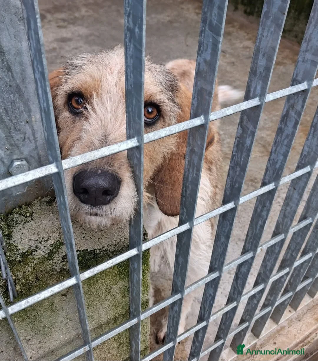 Meticcio cani in regalo: UNA MAMMA PER IVY a Provincia di Varese - Annuncio 5