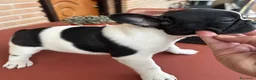Bulldog Francese cani in vendita: Bulldog francesi  a Provincia di Foggia - Annuncio 4