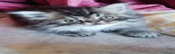 Persiano gatti in vendita: Cuccioli di persiani a pelo lungo a Provincia di Chieti - Annuncio 4