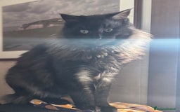 Maine Coon gatti per accoppiamento: Maschio Black Silver Maine Coon Per accopiamento a Provincia di Brescia - Immagine 3