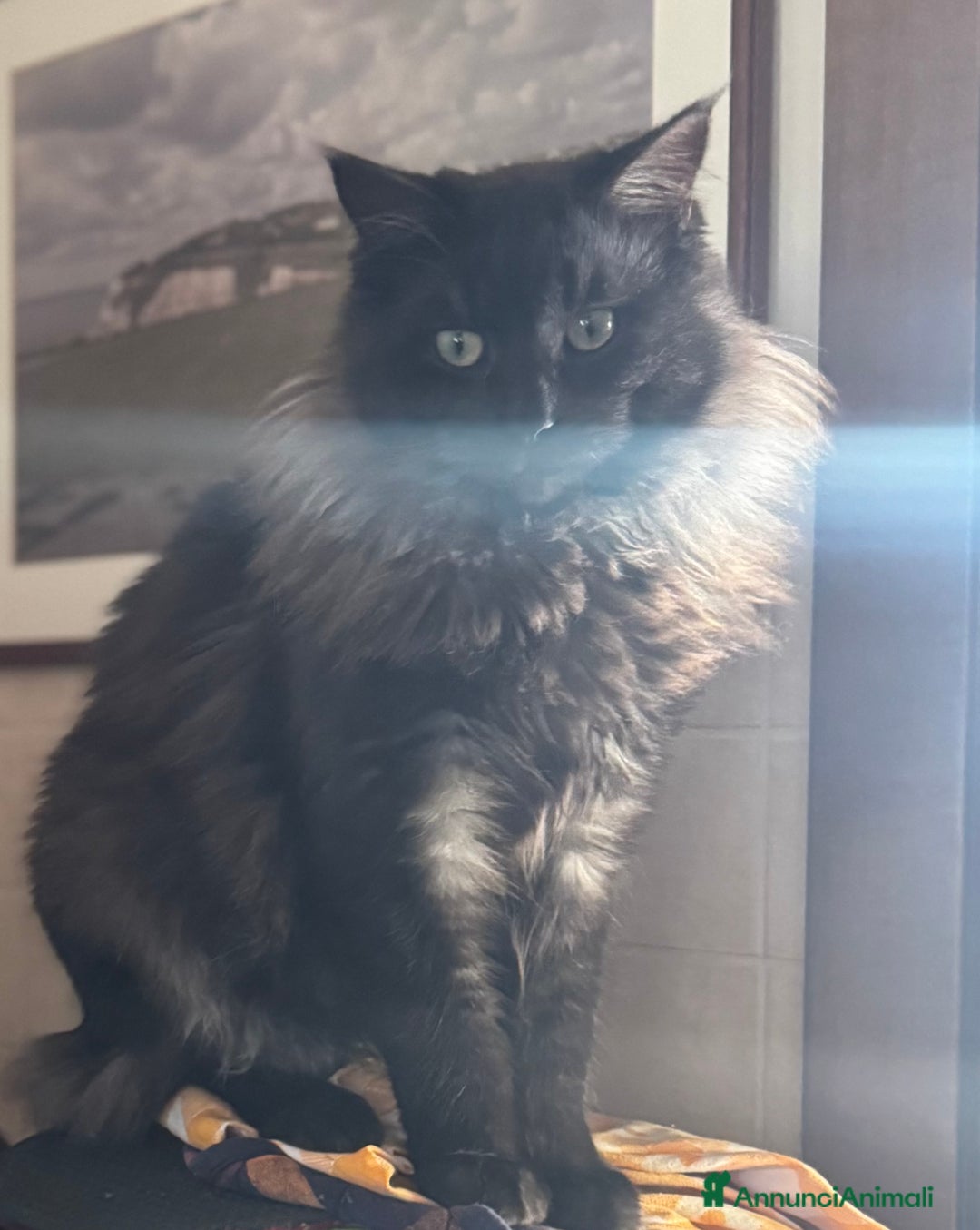 Maine Coon gatti per accoppiamento: Maschio Black Silver Maine Coon Per accopiamento a Provincia di Brescia - Immagine 3