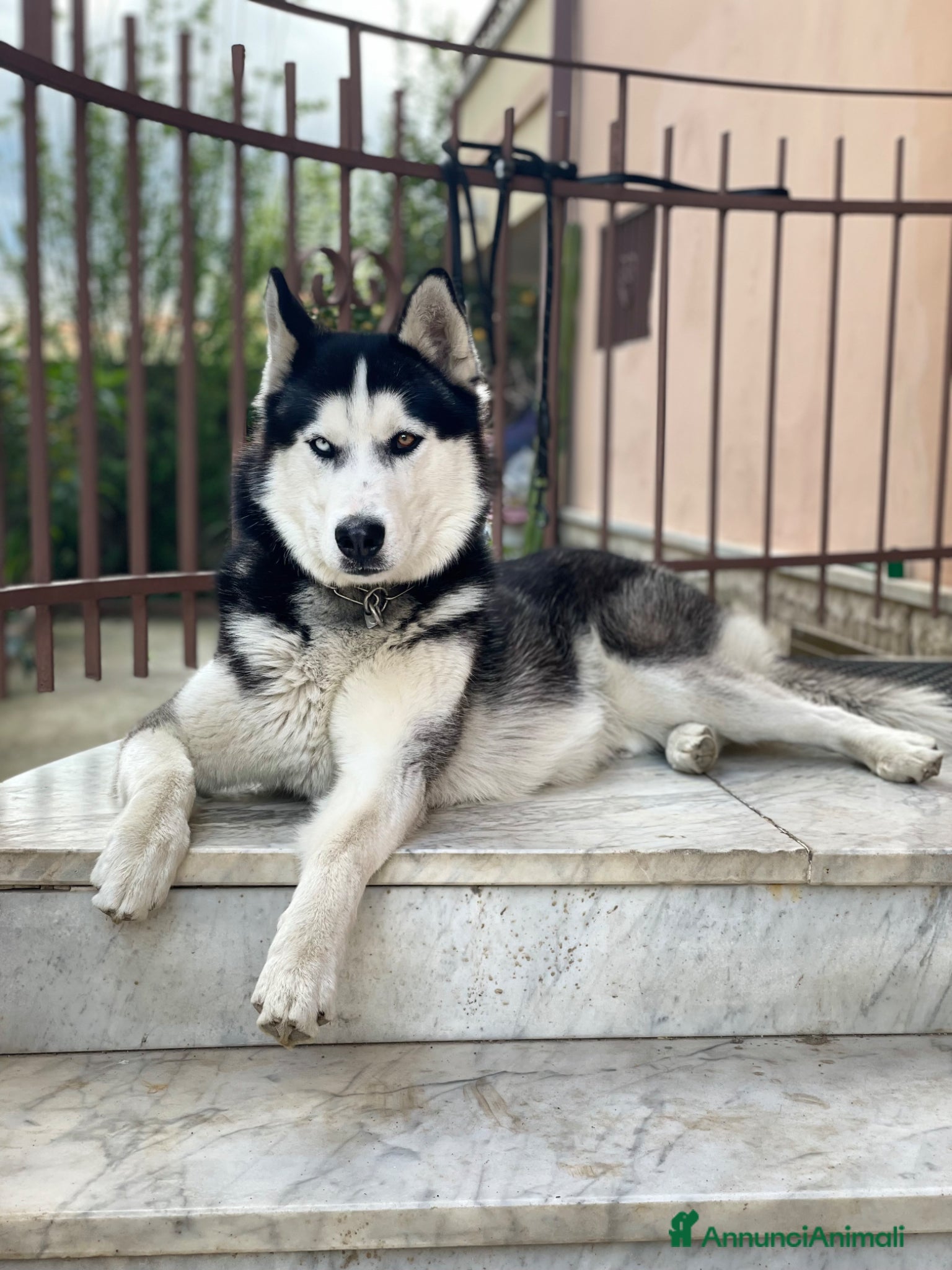 Husky cani Maschio Husky Siberiano Disponibile per Monta - Annuncio 6