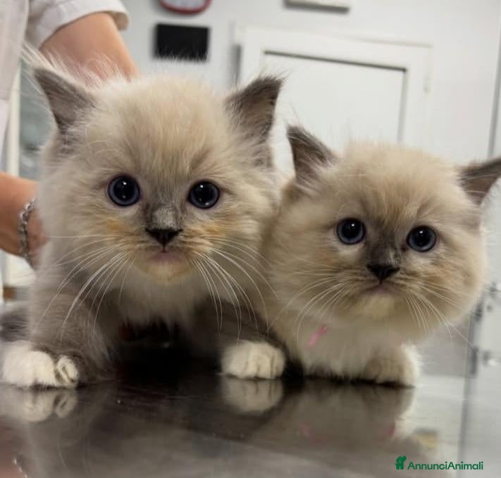 Ragdoll gatti Bellissime femmine seal mitted - Annuncio 2