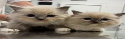 Ragdoll gatti in vendita: Bellissime femmine seal mitted - Annuncio 2