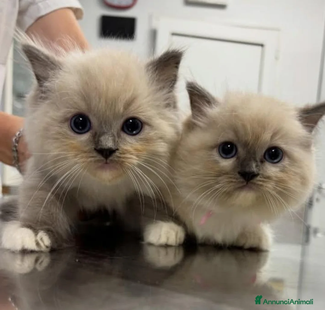 Ragdoll gatti in vendita: Bellissime femmine seal mitted - Annuncio 2