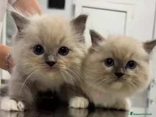 Ragdoll gatti Bellissime femmine seal mitted - Annuncio 1