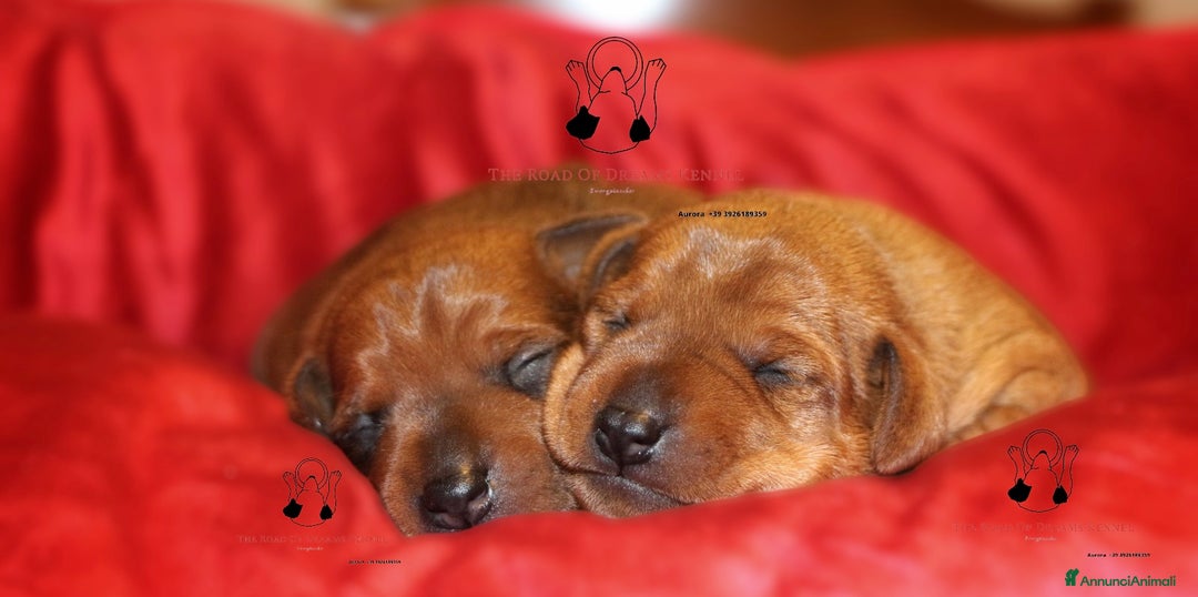 Pinscher Miniatura cani in vendita: Pinscher nano  a Voghera - Immagine 4